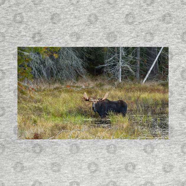 Bull Moose, Algonquin Park by Jim Cumming